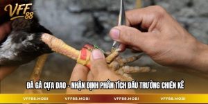 Đá gà cựa dao
